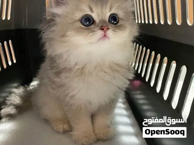 احتاج قط ل تبني