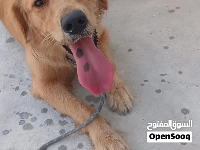 جولدن بيعه سريعه
