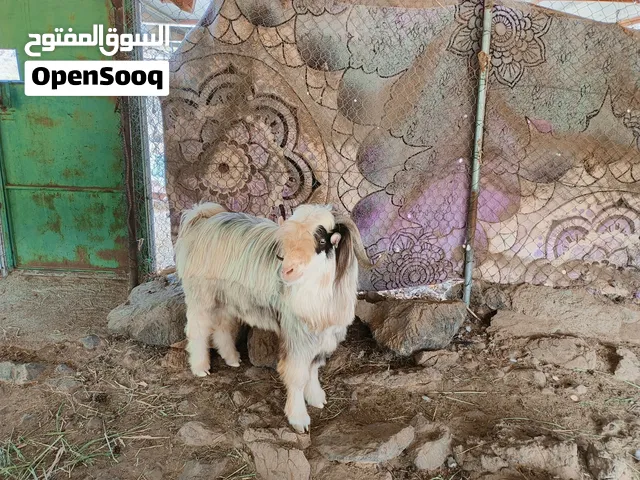 تيس اصمع صنف من حلال الرحوب فرصة الى يدور فحل للغنم غير مخصاي