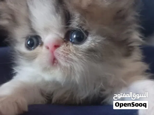 للبيع قطط شيرازي بيكي فيس مع الام