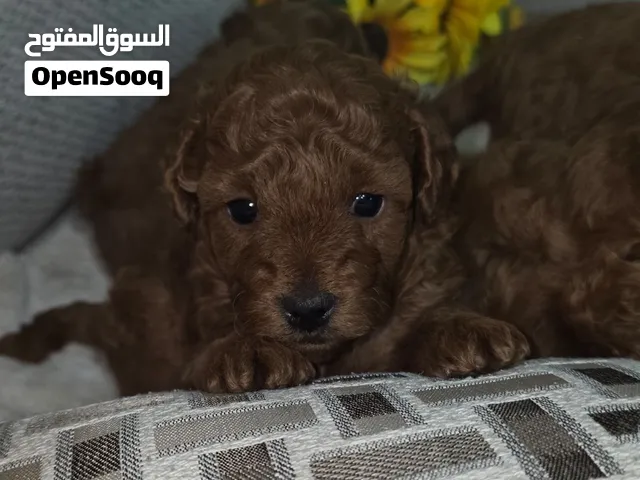 Toy poodle for sale