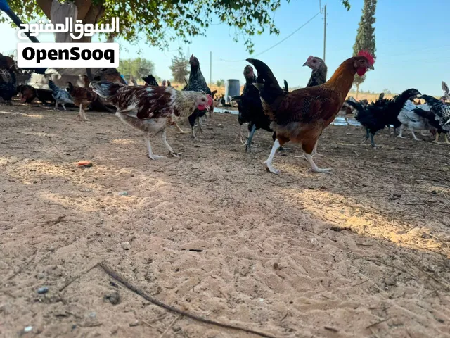 فروج عربي للبيع جميله