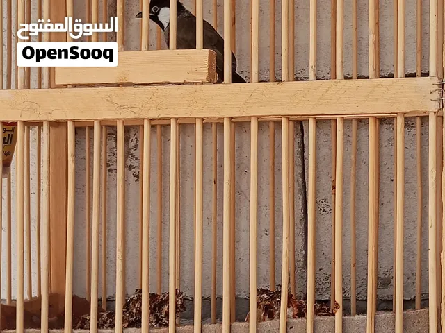 بلابل فحله مالات السنه صيد شوف الوصف