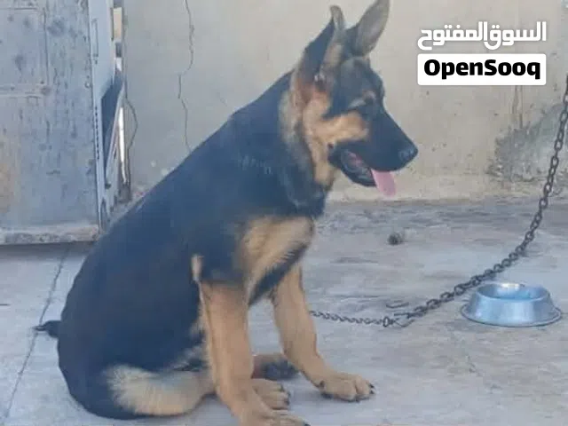 دكر جيرمن شيبرد
