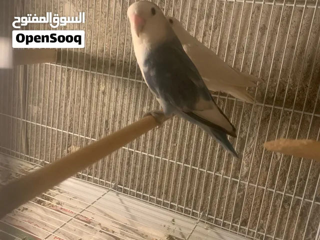 Love bird breeder pair