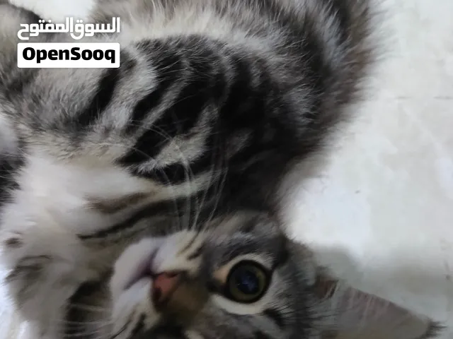 للبيع قطتين ميكس ماين كون – العمر 7 أشهر