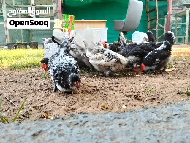 koiti chicken for sale Sharjah Al Zubair