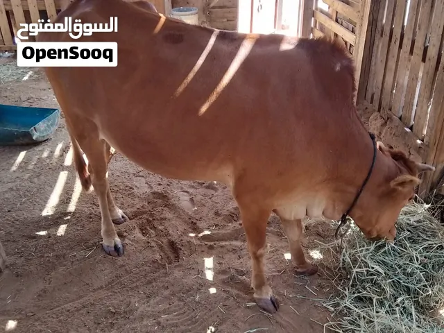 بقرة محلية