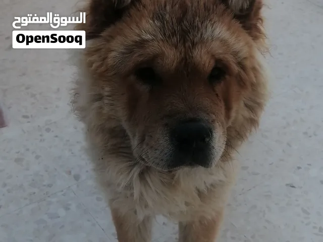 كلب تشاو تشاو
