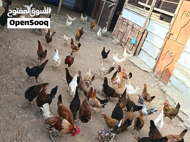 دجاج بياض البيع الحبه 2500