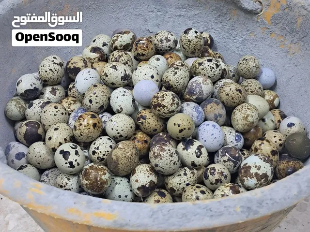 بيض فرى مخصب بيض دجاج