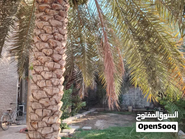 نخيل برحي وأنواع مختلفه للبيع باسعار مختلفه وباطوال مختلفه كبيره الحجم