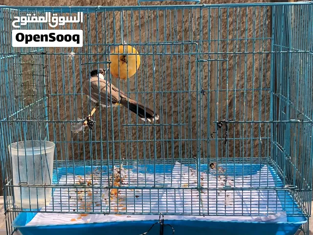 للبيع بلبل وقفص