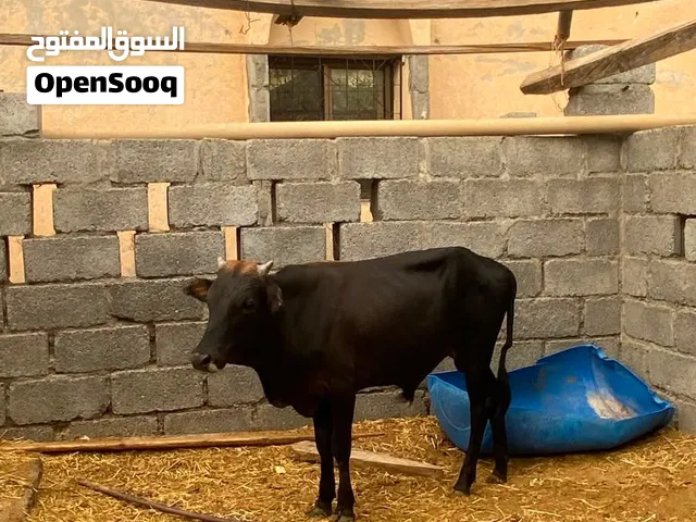 اللبيع الثور عماني