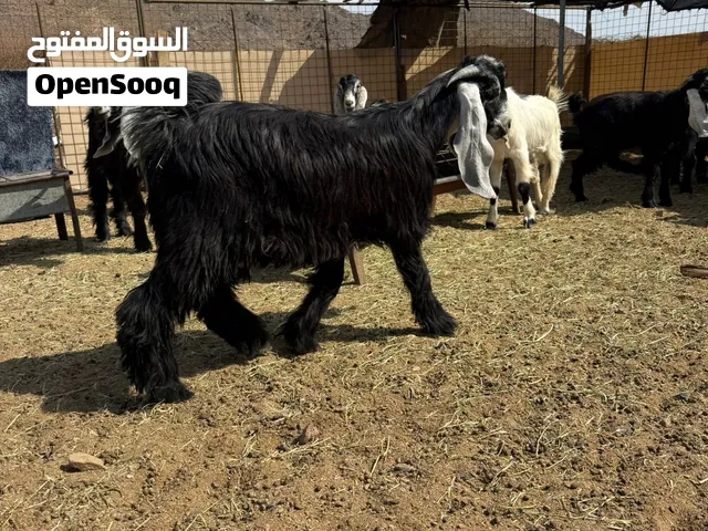 دبايح بريه تيوس وطليان