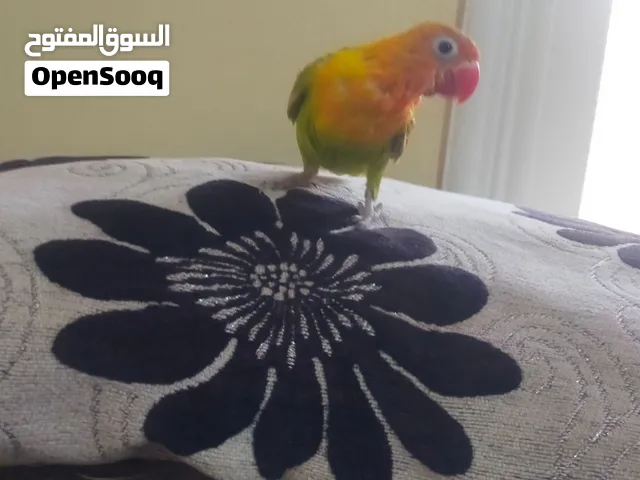 الفيشر خضر
