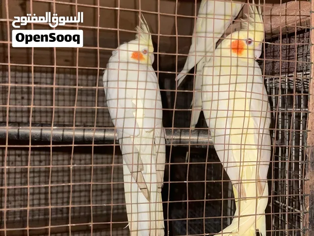 Birds for sale