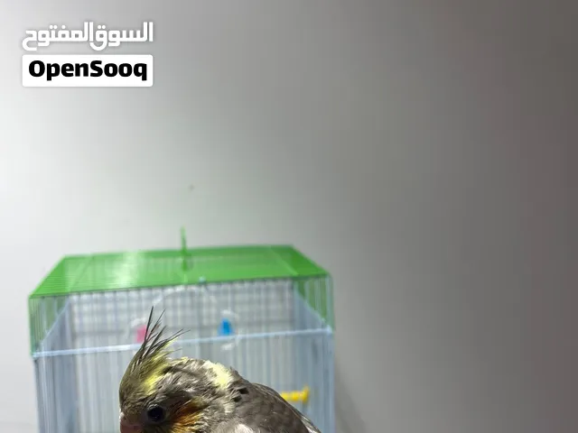 فرخين كوكتيل واحد نهاية غر هدد داخلي يغرد خفيف ولعوب ،السعر بدون القفص يختلف والثاني 16 دينار غر