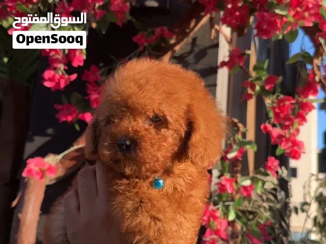 ميني توي بودل اصغر حجم بالاردن