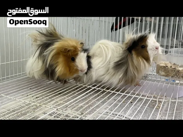 غينيا بيع زوج