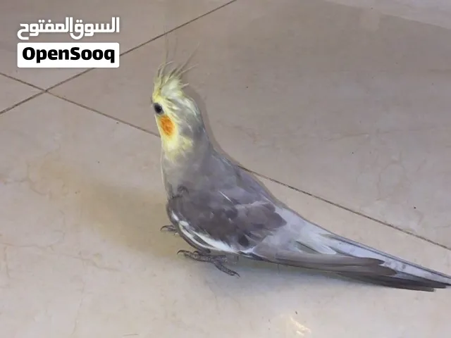 للبيع طير كوكتيل