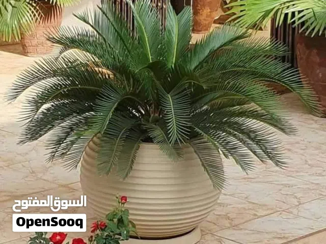 ابو ساره لاعمال الحدائق والمزارع
