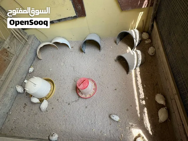 سمن تكساس تفريخ طبيعي