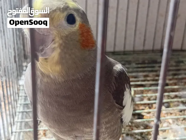 بسمي الله مشاء الله زوز ككتيل دكر يصفر ولانثى مروضع نص ترويض