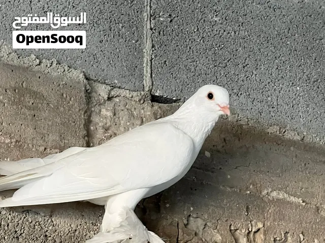 شروة حمام قلاب لعاب وكل امور تمام مش ناقصهم شي وبلدي 30 طير للبيع جملة اليوم بسعر 1300 شيكل