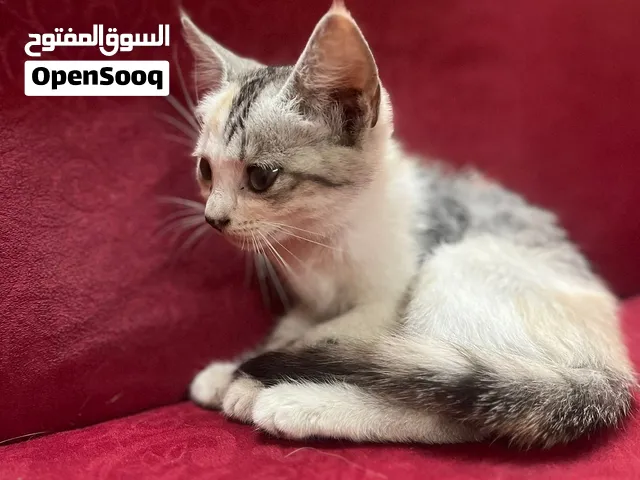 قطة جميلة وأليفة للبيع (عمر شهرين)