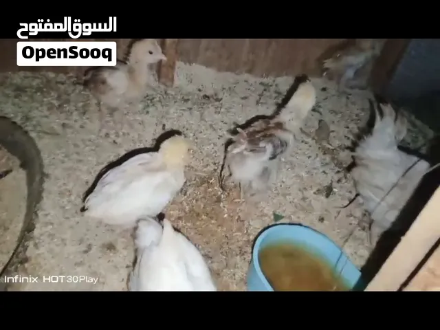 افراخ دجاج عرب للبيع