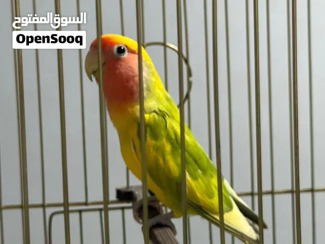 أنتاية بركديلو