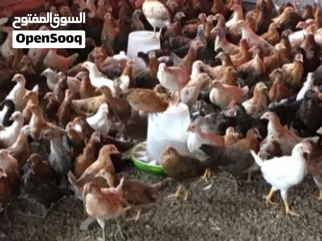 دجاج عماني للبيع متوقع لدينا