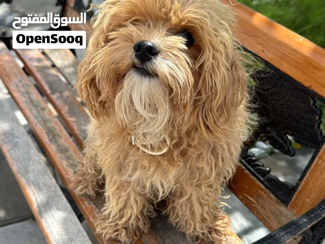 كلاب مالتيبو وبومرينيان 5000 قابل للتفاوض نوعيات نادره ومهتمين فيهم ومربينهم عدل