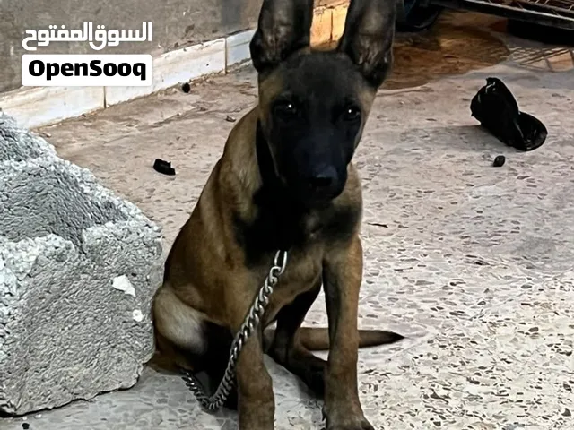 جرو مينوا للبيع