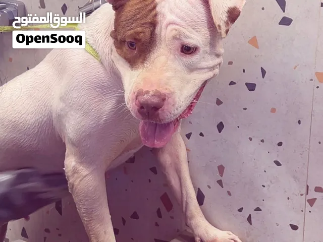 بيتبول اليفه مع الاطفال