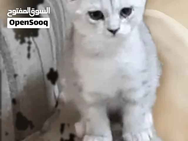 كتن جملية  سكوتش فولد