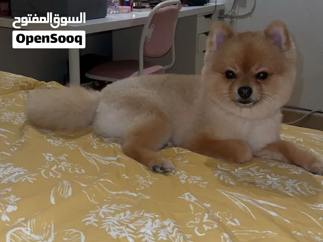 عمره 3 سنوات مع جواز وتطعيمات متعلم على الحمام في الخارج ذكر لطيف ودود 450وقابل للمساومه بالمعقول