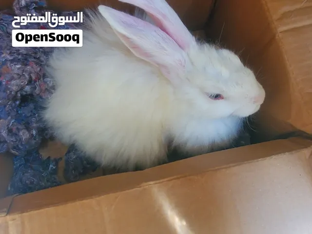 ارانب نضيفه جدا لايوجد جرب ب2000ريال فقط