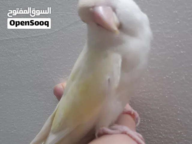 طيور روز  حبات أليفة زق يدوي إقرأ الوصف جيدا( آكل الزق مجانا)