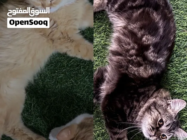 قطط للتبني
