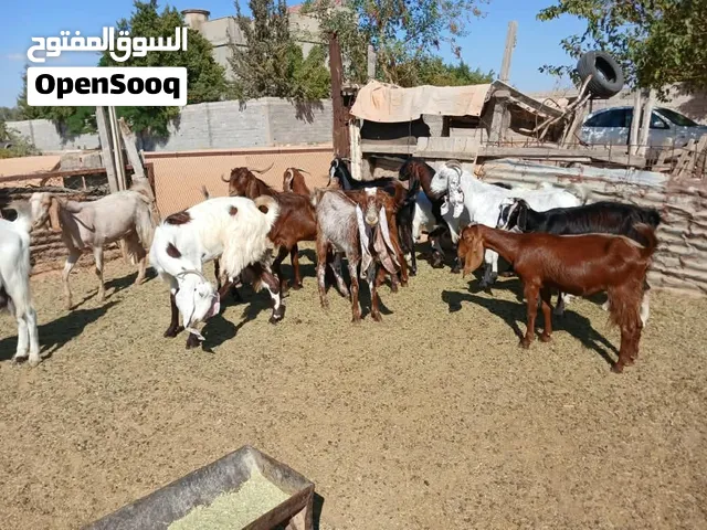 معزها للبيع 13