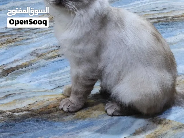 قطه للتبني ملقح الصحه جيده وهادء ونوعيته هملايا ذكر ولايوجد توصيل