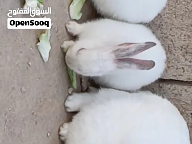 4 ارانب 3 صغار و 1 كبير