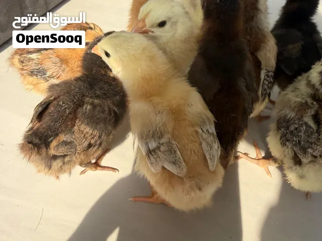 Chicks for sale, Dubai