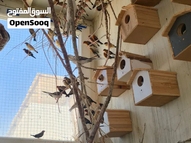 طيور محمية اربيل