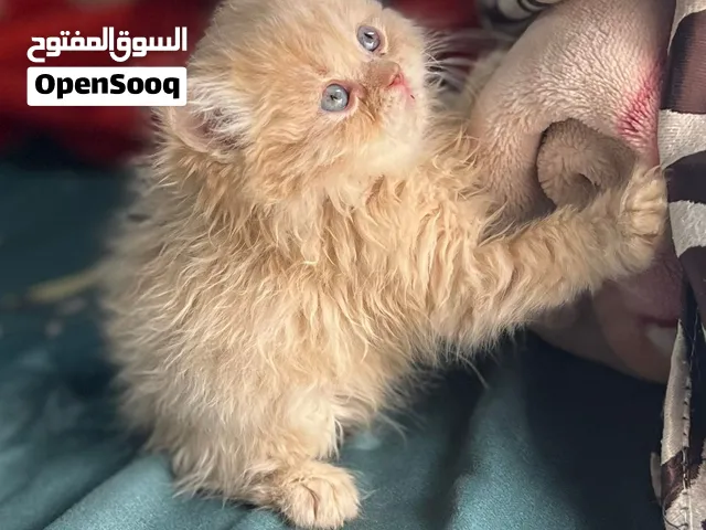 كيتن شيرازي للبيع بسعر مليح قوي الذي بيدور قط فخم وسلاله نقيه جبنا اليوم عرض خارق