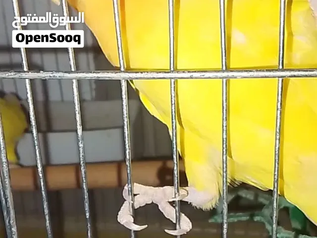 جوزين روز منتجات