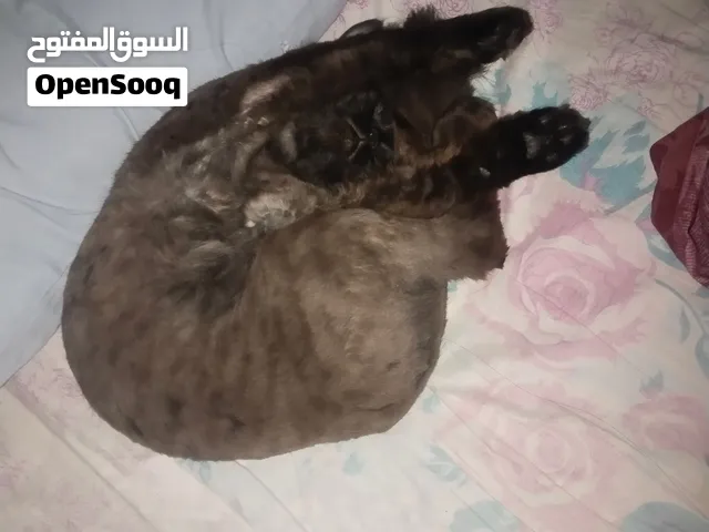 This cat is in heat