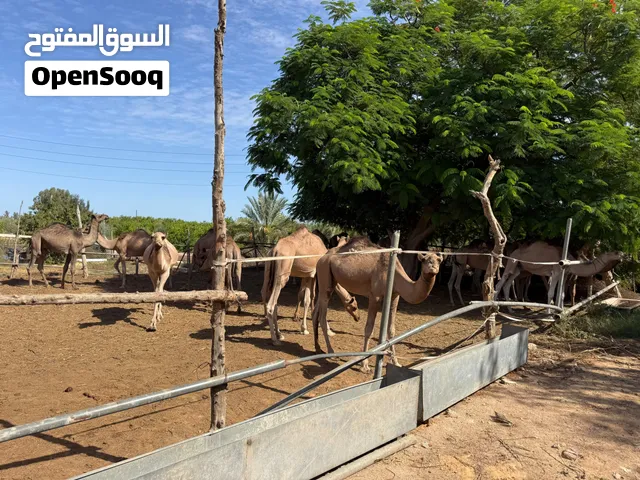 22 قعود للبيع ( جملة فقط)